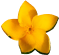 Yellow Flower