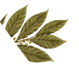 Background Image Leaf