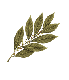 Bay-Leaves-1.png